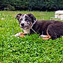 Gaïa participe au concours pour gagner de l'argent avec cette photo : puppy, dog, grass, greenery, outdoor, animal, cute, lying_down, nature, field, pet, fur, young, playful, closeup, adorable, canine, leaf, summer, daytime