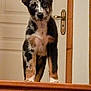 Gaïa a rejoint le concours — aidez-le/la à gagner de superbes lots ! puppy, dog, indoor, wooden_surface, door, brass_handle, black_and_white, brown, curious, standing, pet, animal, young_dog, domestic, canine, fur, ears, face, looking, close_up
