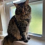 cat, tabby, window, indoor, furry, pet, animal, sitting, frosted_glass, natural_light, whiskers, tail, fur, domestic_cat, window_sill, calm, cozy, portrait, house, feline
