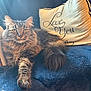 cat, tabby, fluffy, pet, animal, indoor, blanket, pillow, text, love_you, fur, whiskers, relaxed, resting, cozy, home, domestic_cat, cute, looking_at_camera, soft_light