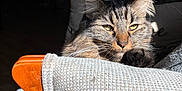Fred joined the competition — help win amazing prizes! cat, tabby, feline, pet, animal, chair, wood, fabric, sunlight, shadow, cozy, indoor, relaxing, whiskers, ears, fur, home, comfort, resting, portrait