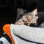 cat, tabby, feline, pet, animal, chair, wood, fabric, sunlight, shadow, cozy, indoor, relaxing, whiskers, ears, fur, home, comfort, resting, portrait