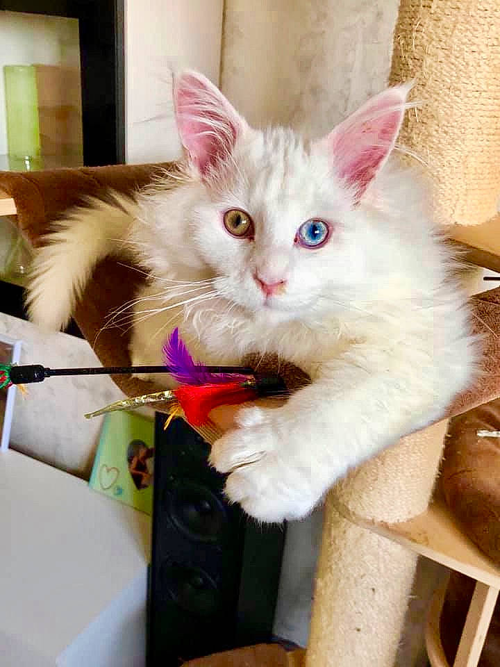 Opium a rejoint le concours — aidez-le/la à gagner de superbes lots ! asian, asian_semi_longhair, british_semi_longhair, carnivore, cat, domestic_long_haired_cat, fawn, felidae, kitten, maine_coon, mammal, norwegian_forest_cat, persian, ragamuffin, ragdoll, small_to_medium_sized_cats, turkish_angora, turkish_van, vertebrate, whiskers