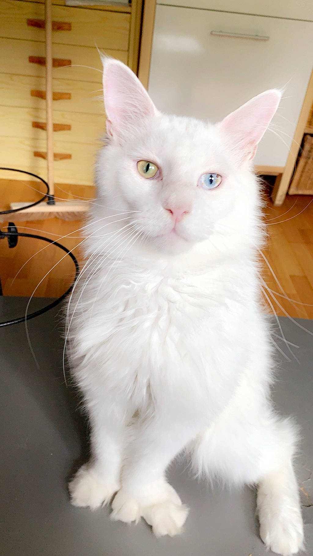 Opium a rejoint le concours — aidez-le/la à gagner de superbes lots ! aegean_cat, asian, asian_semi_longhair, british_semi_longhair, burmilla, carnivore, cat, domestic_long_haired_cat, ear, felidae, kitten, maine_coon, mammal, norwegian_forest_cat, ragamuffin, small_to_medium_sized_cats, turkish_angora, turkish_van, vertebrate, whiskers