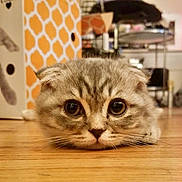 Jace is registered to the contest to win money with this photo: animal, background, cat, close_up, curious, domestic, ears_folded, face, feline, floor, indoor, lying_down, orange, patterned_wall, pet, scottish_fold, whiskers, white, wide_eyes, wooden_floor