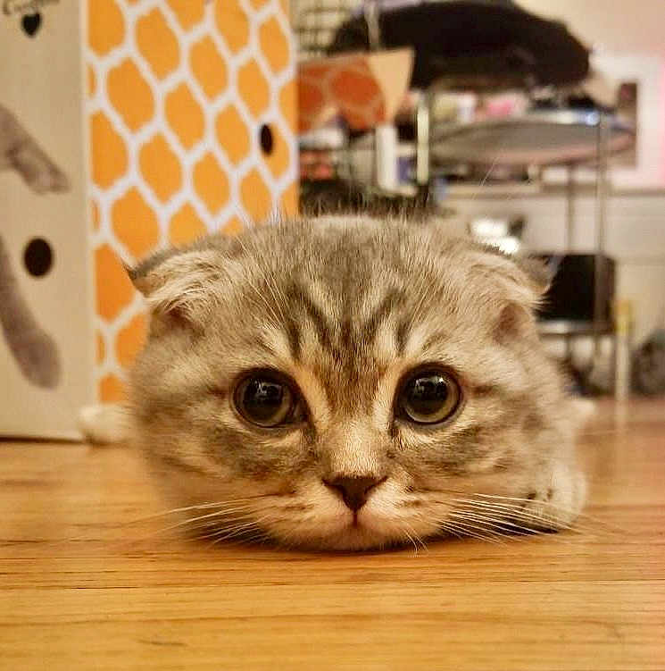 Jace is registered to the contest to win money with this photo: animal, background, cat, close_up, curious, domestic, ears_folded, face, feline, floor, indoor, lying_down, orange, patterned_wall, pet, scottish_fold, whiskers, white, wide_eyes, wooden_floor