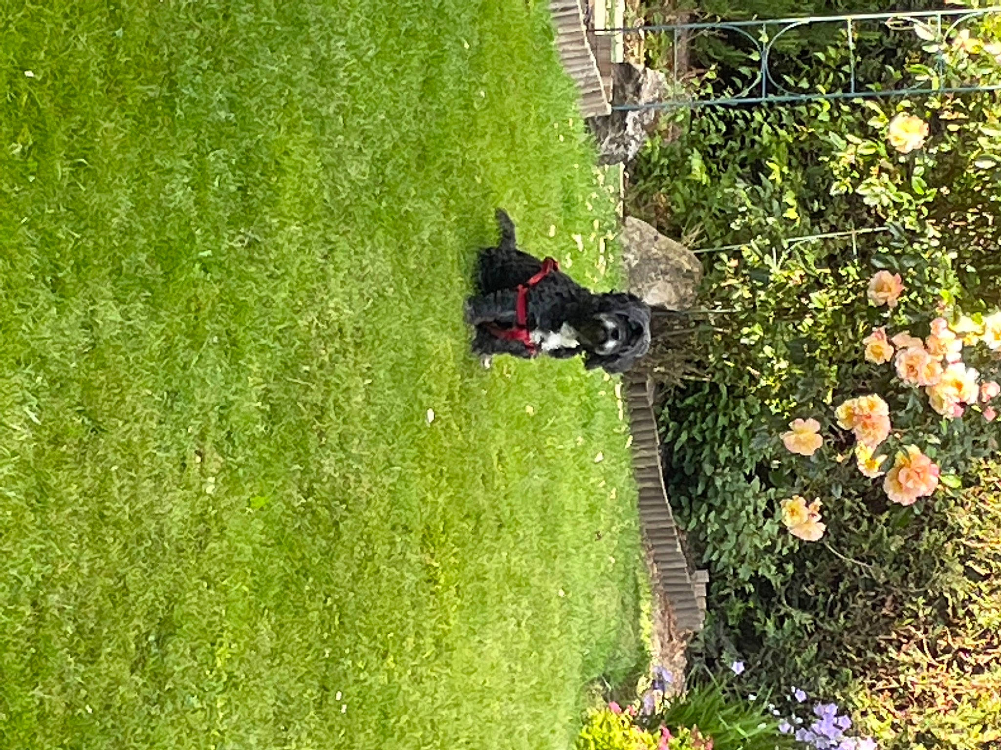 Effy a rejoint le concours — aidez-le/la à gagner de superbes lots ! carnivore, dog, ecoregion, flower, garden, grass, grassland, groundcover, landscape, landscaping, lawn, meadow, pasture, people_in_nature, plant, shrub, slope, soil, tire, tree