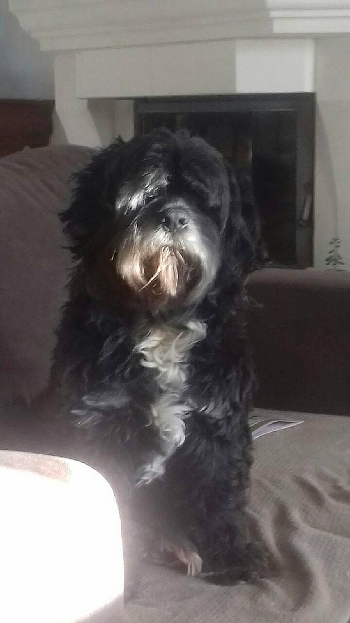 Effy participe au concours pour gagner de l'argent avec cette photo : canidae, carnivore, companion_dog, dog, dog_breed, fur, liver, maltepoo, non_sporting_group, puppy, small_terrier, snout, sporting_group, terrestrial_animal, terrier, toy_dog, working_animal