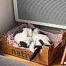 Zola a rejoint le concours — aidez-le/la à gagner de superbes lots ! cat, sleeping, cardboard_box, blanket, indoor, wooden_floor, radiator, cozy, black_and_white_cat, pet, resting, quiet, home, comfort, curled_up, feline, cute, domestic_animal, relaxed, nap