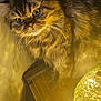 cat, close_up, cozy, curiosity, curious, decorative, eyes, feline, fluffy, fur, glowing, indoor, lamp, light, pet, shadow, tabby, warm_light, whiskers, wooden_surface