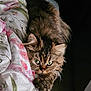 Gustavo participe au concours pour gagner de l'argent avec cette photo : animal, bedspread, blanket, cat, cozy, cute, cute_pet, domestic, feline, floral_pattern, fluffy, focused, fur, green_eyes, indoor, paw, pet, resting, stretching, whiskers