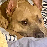 Sasha joined the competition — help win amazing prizes! dog, pet, resting, blanket, ears, indoor, closeup, cozy, brown, fur, sleepy, comfort, animal, canine, face, portrait, relaxed, home, laying, soft