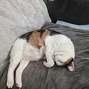 Charlotte joined the competition — help win amazing prizes! cat, calico, sleeping, curled_up, pet, indoor, blanket, pillow, soft, cozy, resting, fur, animal, cute, relaxation, home, comfort, mammal, whiskers, nap