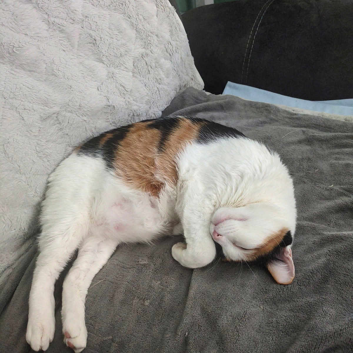 Charlotte joined the competition — help win amazing prizes! cat, calico, sleeping, curled_up, pet, indoor, blanket, pillow, soft, cozy, resting, fur, animal, cute, relaxation, home, comfort, mammal, whiskers, nap