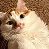 Milo joined the competition — help win amazing prizes! cat, white_cat, orange_spots, fluffy_fur, wide_eyes, curious, pet, indoor, carpet, close_up, whiskers, cute, feline, animal, soft, portrait, laying_down, domestic_cat, fur_texture, pink_nose