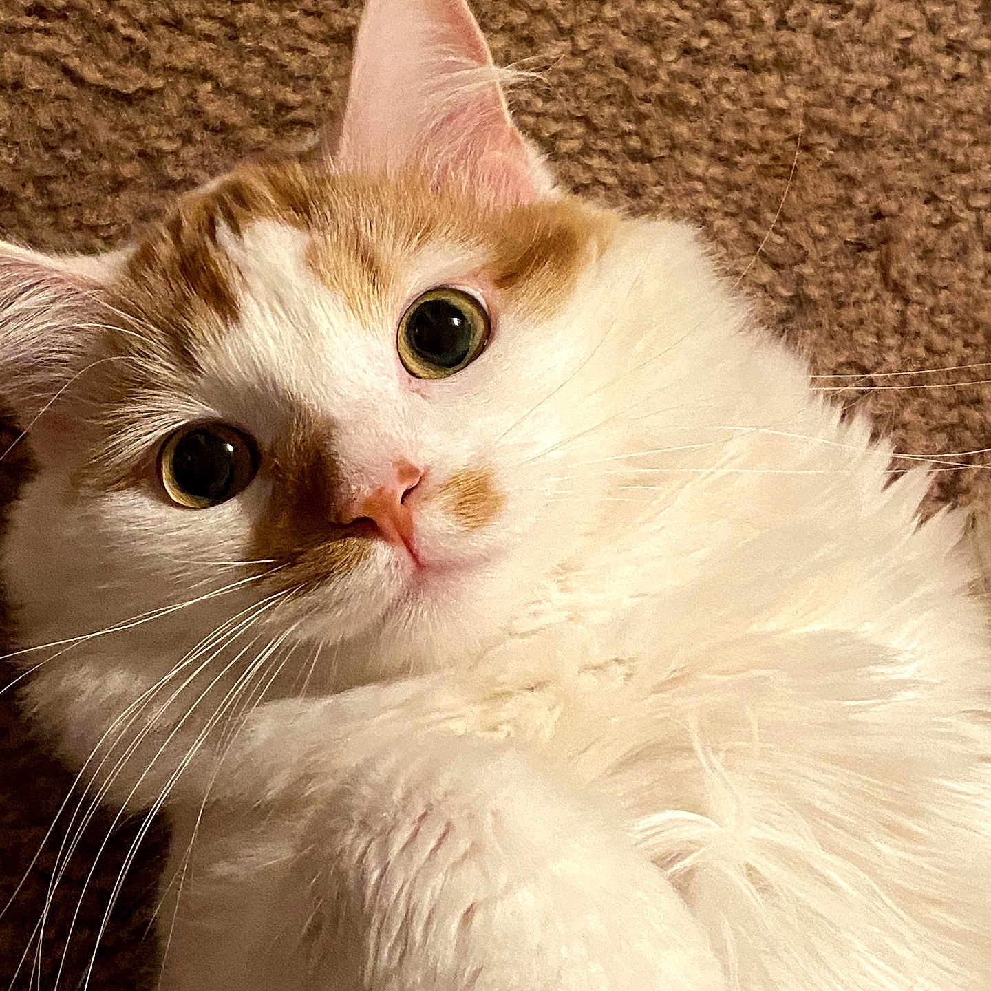 Milo