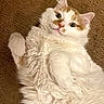 Milo is registered to the contest to win money with this photo: animal, carpet, cat, cute, domestic, feline, fluffy, fur, indoor, laying, mammal, orange, paw, pet, playful, relaxed, soft, whiskers, white, wide_eyes