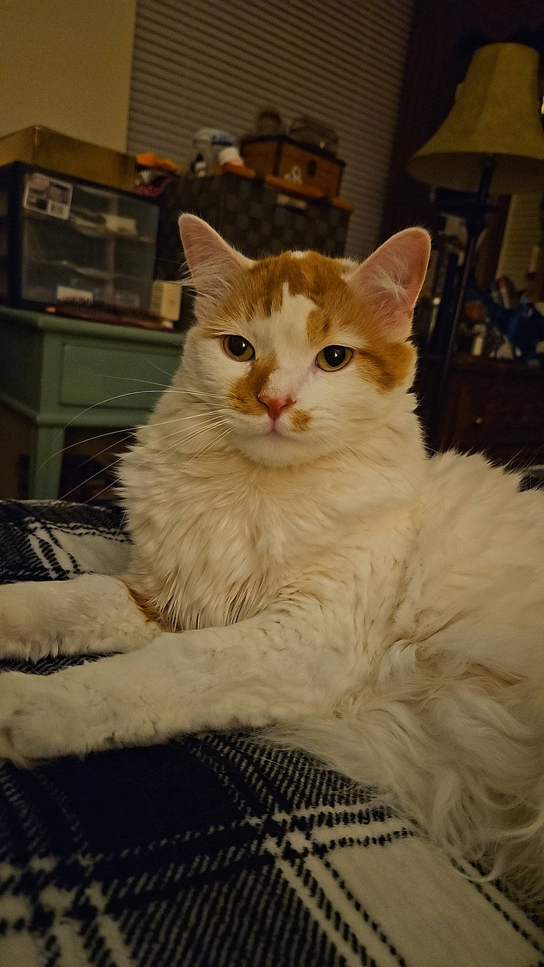 Milo is registered to the contest to win money with this photo: animal, blanket, cat, cozy, ears, face, feline, fluffy, fur, furniture, home, indoor, lamp, orange, pet, plaid, relaxed, resting, whiskers, white