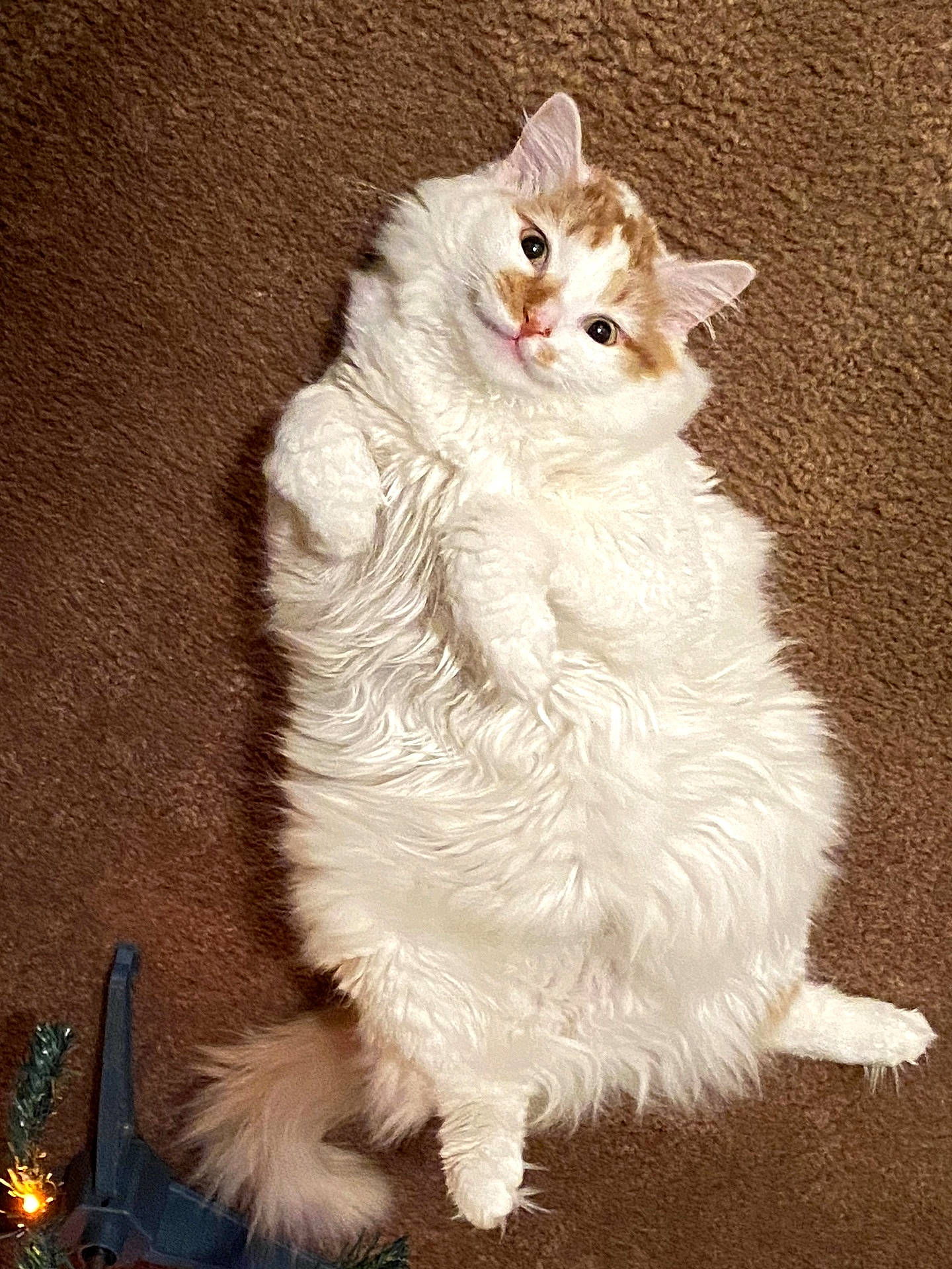 Milo