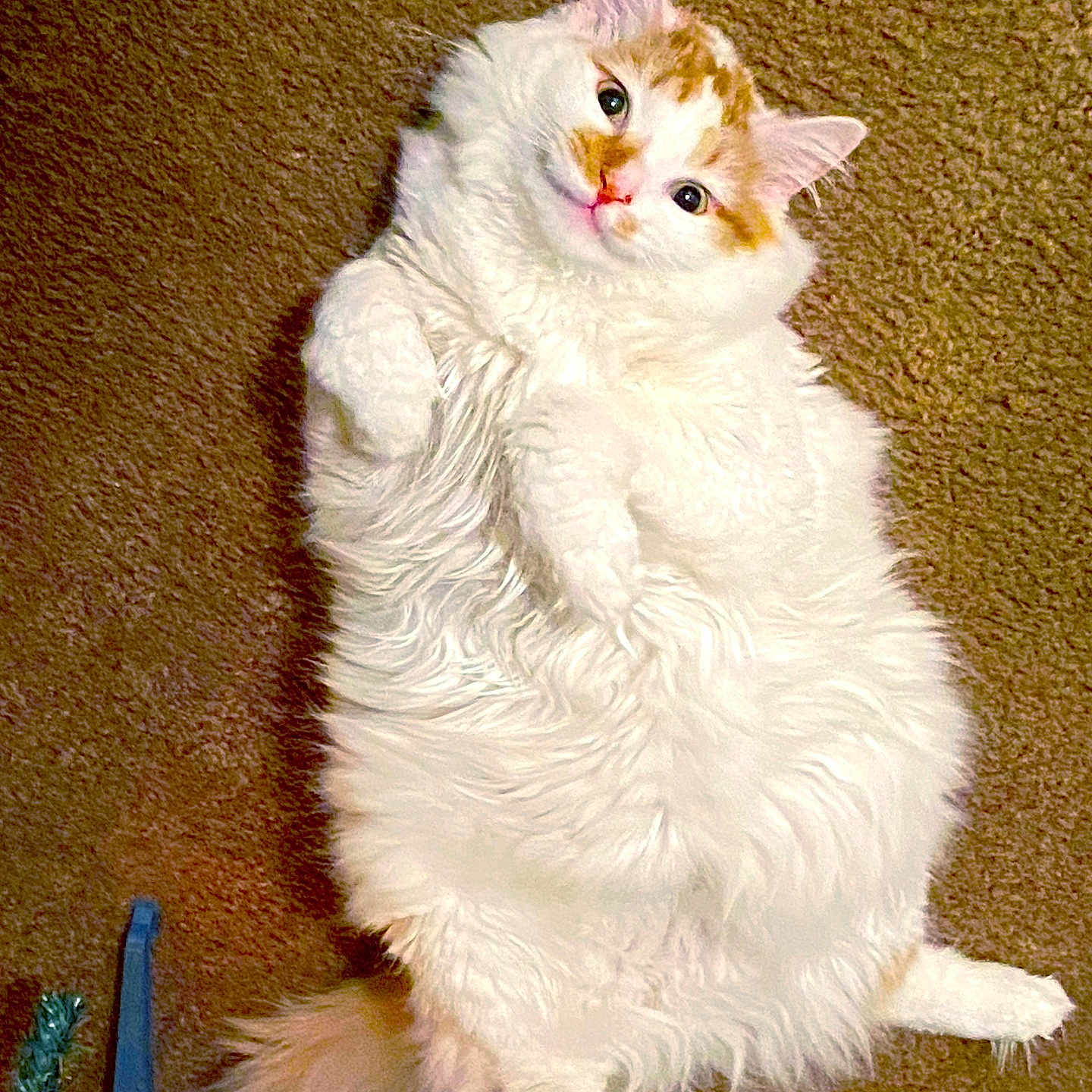Milo