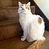 animal, brown_carpet, carpet, cat, cozy, curious, domestic, feline, fluffy, fur, home, indoor, looking_at_camera, orange_and_white, pet, quiet, sitting, staircase, stairs, tail