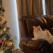 Milo joined the competition — help win amazing prizes! cat, leather_couch, christmas_tree, ornaments, lights, curtains, window, indoor, furniture, pet, holiday, decorations, cozy, living_room, brown, white, orange, relaxed, animal, domestic