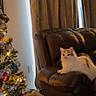 cat, leather_couch, christmas_tree, ornaments, lights, curtains, window, indoor, furniture, pet, holiday, decorations, cozy, living_room, brown, white, orange, relaxed, animal, domestic