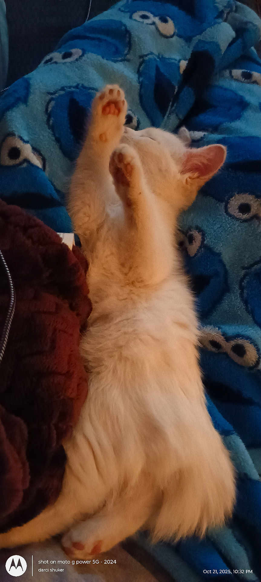 Blanca is registered to the contest to win money with this photo: kitten, cat, white_cat, paw, sleeping, blanket, blue_blanket, cartoon_pattern, cozy, cute, feline, pet, fur, relaxed, indoor, closeup, resting, soft, animal, domestic_cat