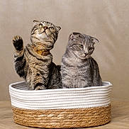 Karim participe au concours pour gagner de l'argent avec cette photo : cat, cats, scottish_fold, basket, wooden_floor, indoor, pet, feline, cute, fur, whiskers, ears, paws, brown, gray, striped, collar, domestic_animal, animal, companion
