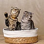 cat, cats, scottish_fold, basket, wooden_floor, indoor, pet, feline, cute, fur, whiskers, ears, paws, brown, gray, striped, collar, domestic_animal, animal, companion