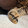 cat, paws, close_up, fur, tabby, texture, blanket, cozy, soft, brown, animal, pet, cute, resting, sleeping, claws, feline, comfort, indoor, warm