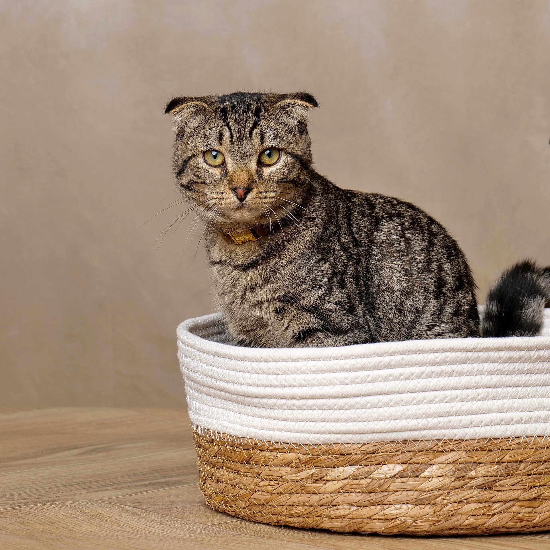 Karim participe au concours pour gagner de l'argent avec cette photo : cat, scottish_fold, folded_ears, basket, woven_basket, wooden_floor, tabby, striped_fur, yellow_eyes, pet, indoor, feline, curious, sitting, collar, domestic_cat, animal, cute, cozy, portrait