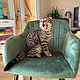 Karim participe au concours pour gagner de l'argent avec cette photo : cat, tabby, chair, indoor, pet, feline, sitting, yawning, mouth_open, fur, whiskers, legs, tail, green_chair, home, cozy, furniture, blurred_background, natural_light, playful