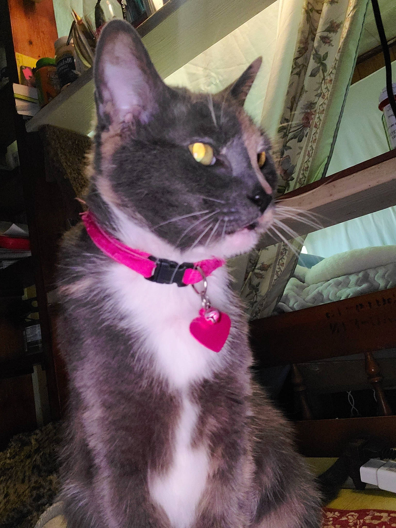 Babe is registered to the contest to win money with this photo: carnivore, cat, collar, domestic_short_haired_cat, felidae, fur, magenta, paw, pet_supply, small_to_medium_sized_cats, snout, tail, whiskers