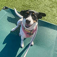 Truly joined the competition — help win amazing prizes! animal, canine, cute, daylight, dog, ears, friendly, grass, green_bed, happy, leash, outdoor, pet, pink_harness, playful, shadow, small_dog, smiling, sunny, tail