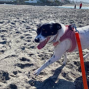 Truly joined the competition — help win amazing prizes! animal, beach, building, clouds, daylight, dog, happy, harness, leash, nature, outdoor, palm_trees, pet, recreation, sand, shadow, sky, sunny, vacation, walking