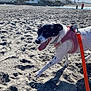 animal, beach, building, clouds, daylight, dog, happy, harness, leash, nature, outdoor, palm_trees, pet, recreation, sand, shadow, sky, sunny, vacation, walking