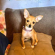 Daisy Dog is registered to the contest to win money with this photo: dog, small_dog, puppy, tan_dog, ears, cushion, couch, indoor, pet, animal, cute, curious, seated, collar, living_room, fabric, home, domestic_animal, furniture, resting