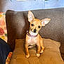 dog, small_dog, puppy, tan_dog, ears, cushion, couch, indoor, pet, animal, cute, curious, seated, collar, living_room, fabric, home, domestic_animal, furniture, resting