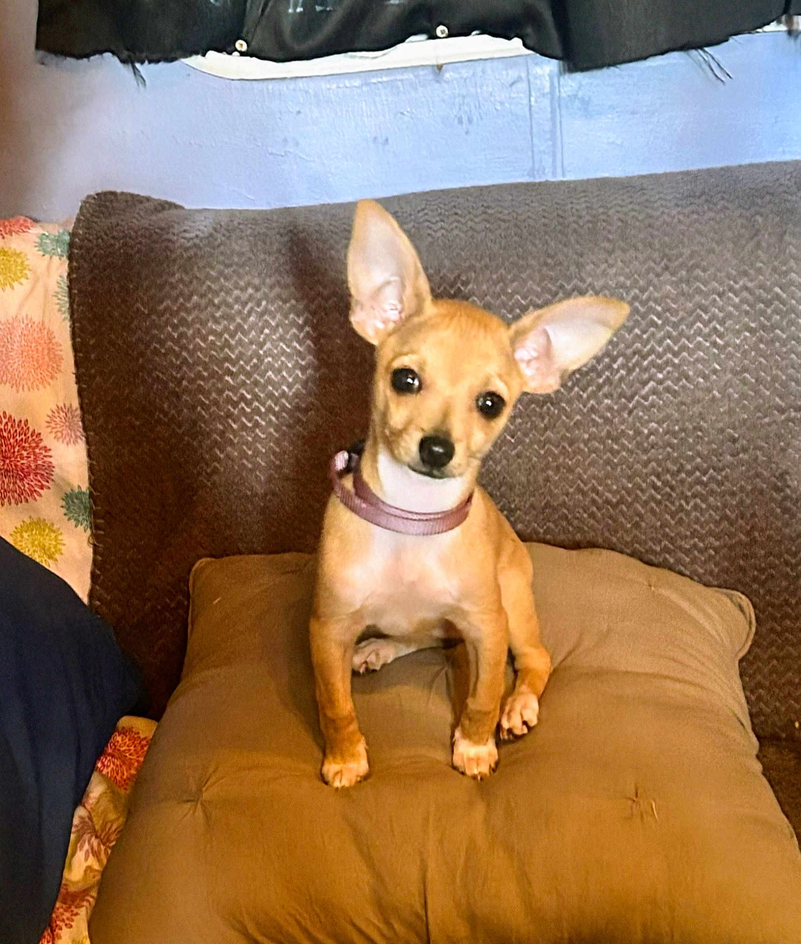 Daisy Dog