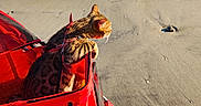 Cooper is registered to the contest to win money with this photo: cat, beach, sand, ocean, water, stroller, red, animal, pet, sunlight, waves, outdoor, nature, sea, daytime, spotted_cat, leisure, vacation, relaxation, summer