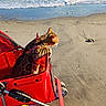cat, beach, sand, ocean, water, stroller, red, animal, pet, sunlight, waves, outdoor, nature, sea, daytime, spotted_cat, leisure, vacation, relaxation, summer