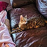 Cooper joined the competition — help win amazing prizes! bengal_cat, cat, pet, leather_couch, brown_couch, indoor, feline, animal, stretching, green_eyes, blanket, pink_blanket, relaxed, domestic, fur, striped, spotted, cozy, resting, side_view