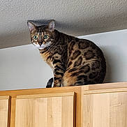 Cooper joined the competition — help win amazing prizes! bengal_cat, cat, animal, pet, indoor, wooden_cabinet, feline, fur_pattern, green_eyes, perched, looking, curious, domestic_cat, household, mammal, whiskers, ears, tail, closeup, texture