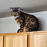bengal_cat, cat, animal, pet, indoor, wooden_cabinet, feline, fur_pattern, green_eyes, perched, looking, curious, domestic_cat, household, mammal, whiskers, ears, tail, closeup, texture