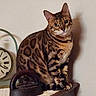 animal, bengal_cat, black, brown, cat, curious, decor, eyes, feline, household_object, indoor, iron, orange, pet, shadow, sitting, spotted, striped, vintage_clock, wooden_surface