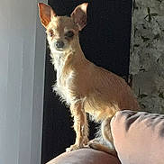 Lydia Heron participe au concours pour gagner de l'argent avec cette photo : animal, background, canine, chihuahua, couch, cozy, dog, domestic, ears, fur, furniture, home, indoor, light, looking, pet, pink, shadow, sitting, small_dog