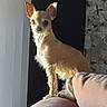 animal, background, canine, chihuahua, couch, cozy, dog, domestic, ears, fur, furniture, home, indoor, light, looking, pet, pink, shadow, sitting, small_dog