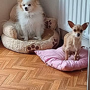Sally participe au concours pour gagner de l'argent avec cette photo : alert, animal, companion, cute, dog, flooring, fluffy_dog, furry, home, indoor, paw_print_bed, pet, pet_bed, pink_cushion, relaxed, small_dog, tan_dog, two_dogs, white_dog, wooden_floor