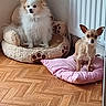 alert, animal, companion, cute, dog, flooring, fluffy_dog, furry, home, indoor, paw_print_bed, pet, pet_bed, pink_cushion, relaxed, small_dog, tan_dog, two_dogs, white_dog, wooden_floor